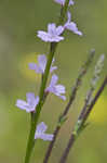 Texas vervain